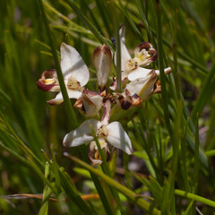 Disa bivalvata