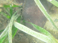 Brachaelurus waddi