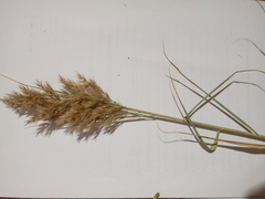 Phragmites australis image