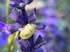 Piezodorus guildinii