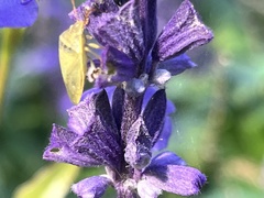 Piezodorus guildinii