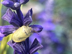 Piezodorus guildinii