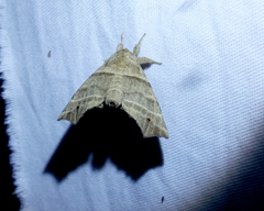 Olceclostera truncata