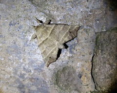 Olceclostera truncata