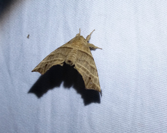 Olceclostera truncata