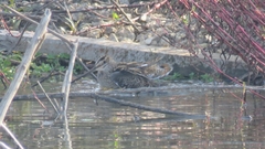 Gallinago gallinago