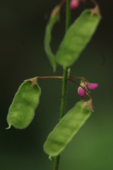 Pseudarthria viscida