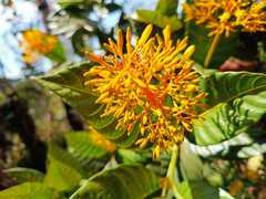 Palicourea guianensis