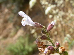 Salvia fruticosa