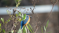Alcedo atthis