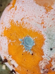 Penicillium