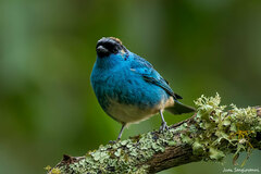 Chalcothraupis ruficervix