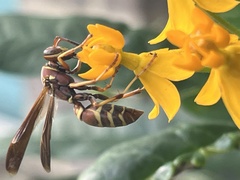 Polistes bellicosus