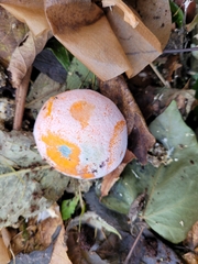 Penicillium