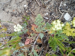 Dasispermum suffruticosum