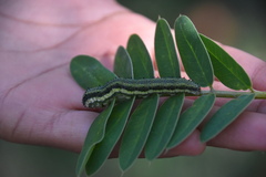 Phoebis philea