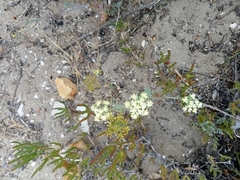 Dasispermum suffruticosum