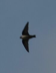 Ptyonoprogne rupestris