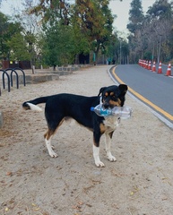 Canis familiaris