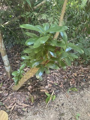 Calophyllum brasiliense