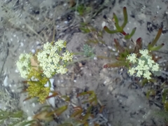 Dasispermum suffruticosum