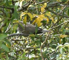 Streptopelia decaocto