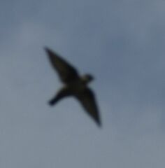 Ptyonoprogne rupestris