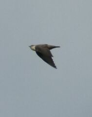 Ptyonoprogne rupestris