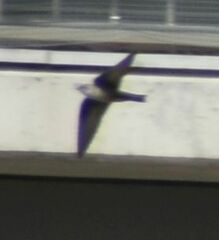 Ptyonoprogne rupestris