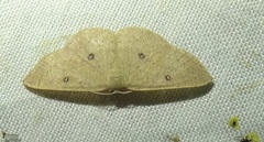 Cyclophora dataria