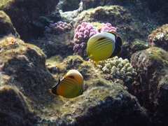 Chaetodon austriacus