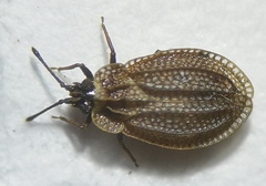 Acalypta