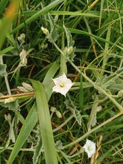 Convolvulus hermanniae