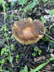 Pluteus romellii