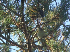 Phylloscopus collybita