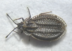 Acalypta