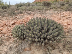 Euphorbia heptagona