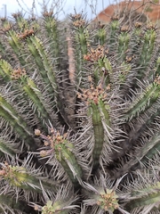 Euphorbia heptagona