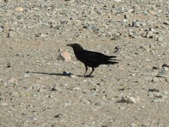 Corvus ruficollis
