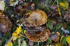 Lactarius turpis