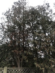Thuja occidentalis