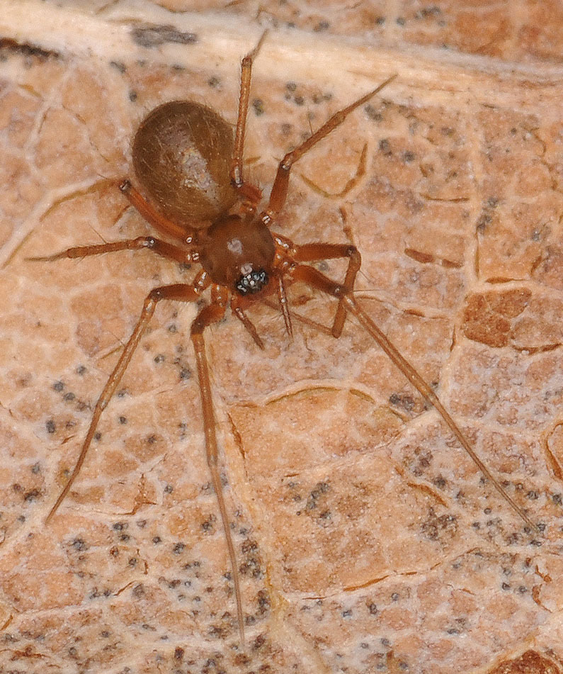 Palliduphantes