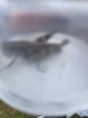Melanoplus ponderosus