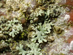 Physcia