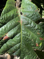 Coccoloba rugosa