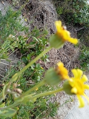 Othonna coronopifolia