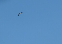 Gallinago gallinago