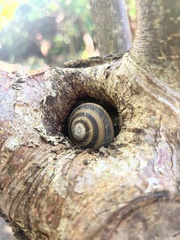Caracolus marginella
