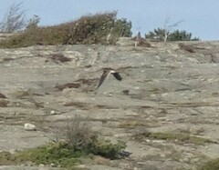 Gallinago gallinago