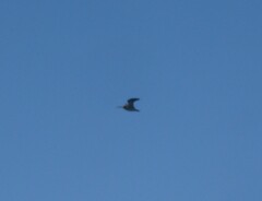 Gallinago gallinago
